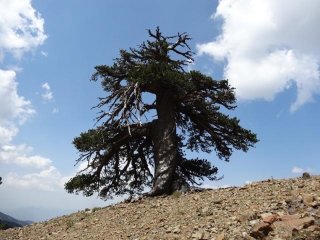 Самое древнее дерево Европы растет в Греции