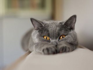 Котики и мы