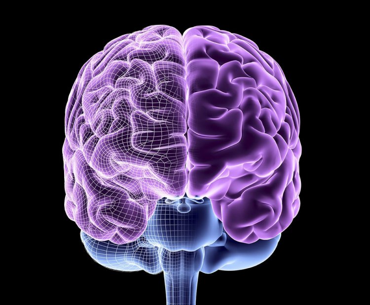 Структура мозга задает некоторые личностные черты человека