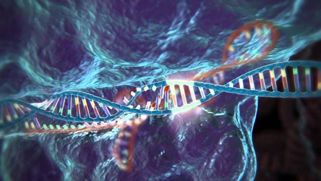 В США допустили возможность редактирования ДНК человеческого эмбриона