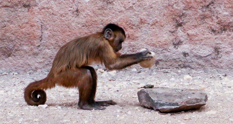 Приматы способны к примитивной обработке камня