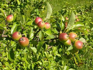 Как возникли современные яблоки