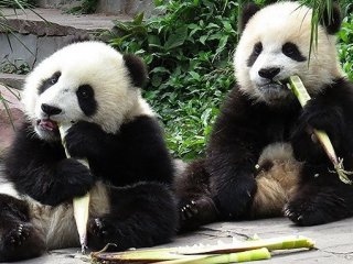 Панды оказались рекордсменами по чувствительности к горькому вкусу среди хищных