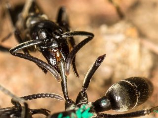 Хищные муравьи лечат раненых в бою сородичей
