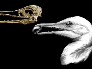 Древняя птица Ихтиорнис «кусала, как динозавр, и клевала, как птица»