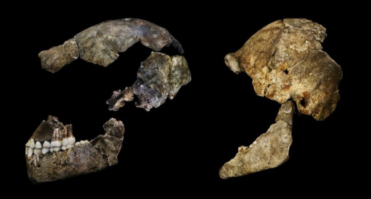 Мозг Homo naledi удивительно похож на человеческий
