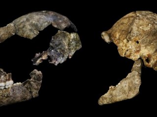 Мозг Homo naledi удивительно похож на человеческий