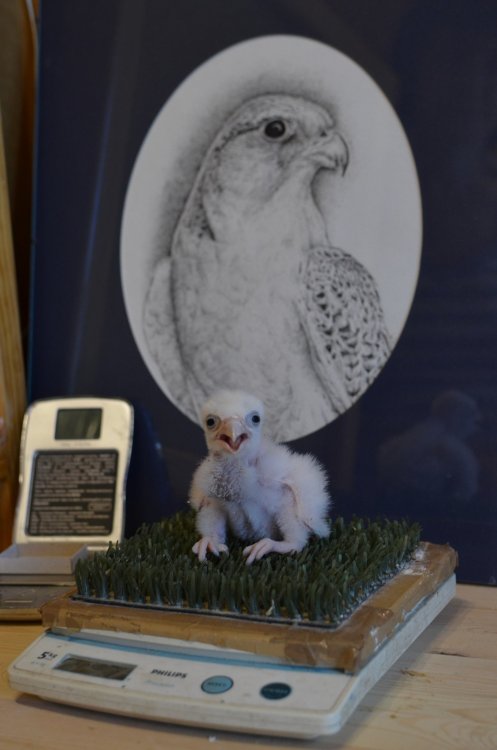 Недавно вылупившийся птенец кречета на взвешивании © Фото : Александра Марченко, аспирант биологического факультета МГУ