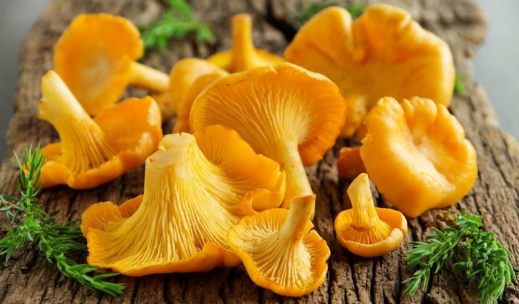 Исследователи ИЦиГ РАН доказали эффективность грибов лисичек в борьбе с описторхозом