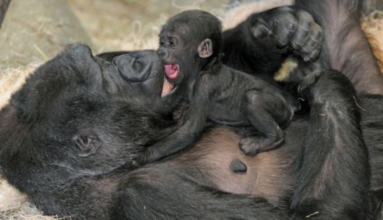 Самцам горилл выгодно сидеть с детьми
