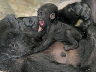 Самцам горилл выгодно сидеть с детьми