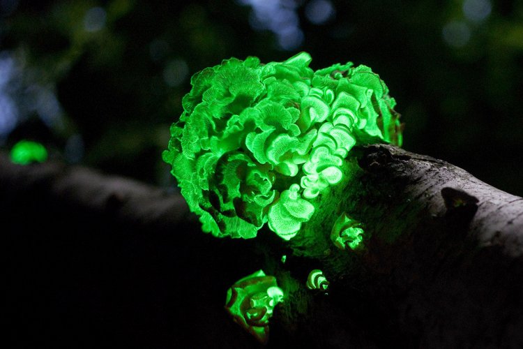 Ученые из институтов РАН раскрыли тайну свечения лесных грибов-"гнилушек"