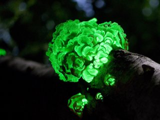 Ученые из институтов РАН раскрыли тайну свечения лесных грибов-"гнилушек"