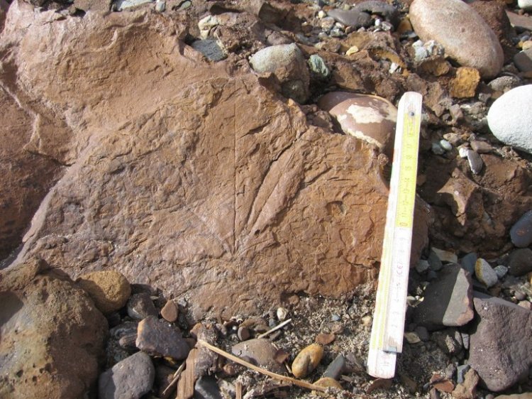 Отпечаток листа платана. Фото предоставлено И.В. Хазиной