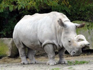 Последний шанс для северного белого носорога
