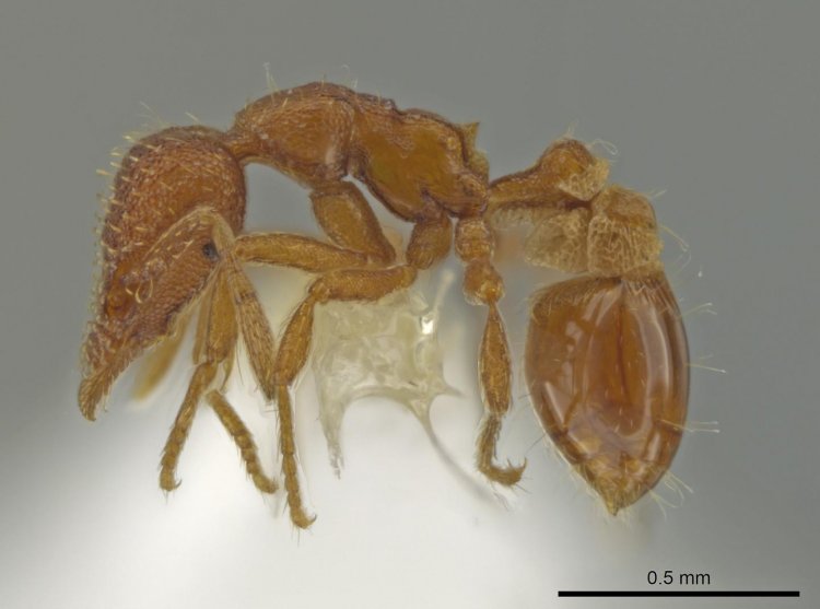 Специалист по муравьям обнаружил новый вид во дворе своего дома