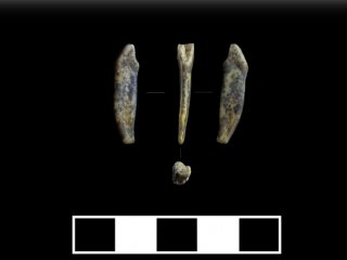 Экспедиция ИАЭТ СО РАН нашла на Алтае зубы неандертальцев