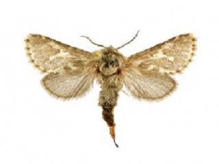 Энтомологи назвали новый вид бабочек именем демиурга Ульгеня