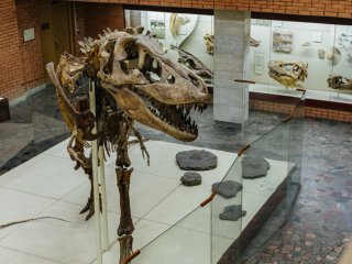 Россия — родина динозавров? "В мире науки" №6, 2020…