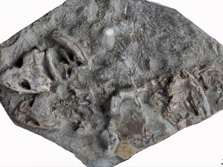 Найдены первые в Антарктиде окаменелые образцы древней амфибии