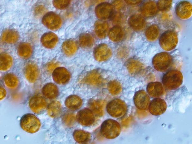Ученые изучили забытый род водорослей, обитающих в морских животных