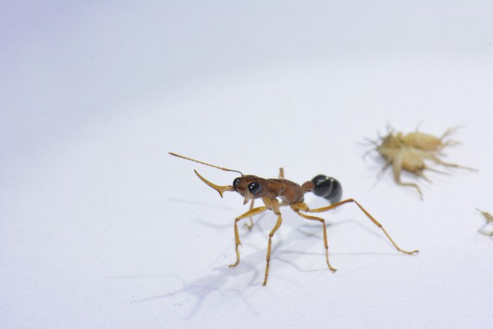 Некоторые муравьи превращаются из «рабочих» в «королев» благодаря всего одной молекуле