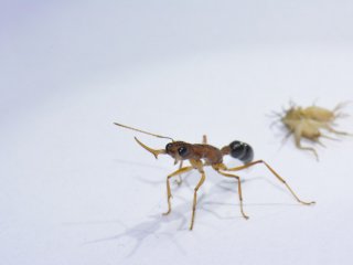 Некоторые муравьи превращаются из «рабочих» в «королев» благодаря всего одной молекуле
