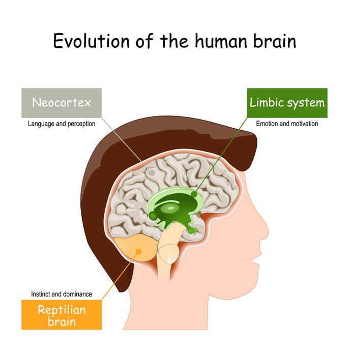 эволюция мозга