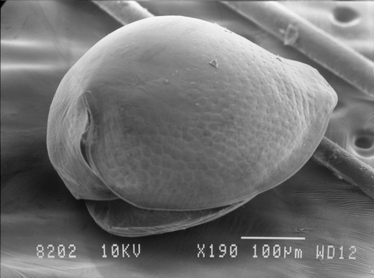 Изображение Chydorus sphaericus, полученное методом сканирующей электронной микроскопии. Источник: Алексей Котов