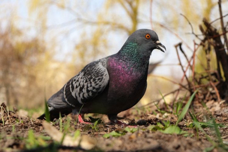 На британских и ирландских островах найдены дикие предки сизого голубя