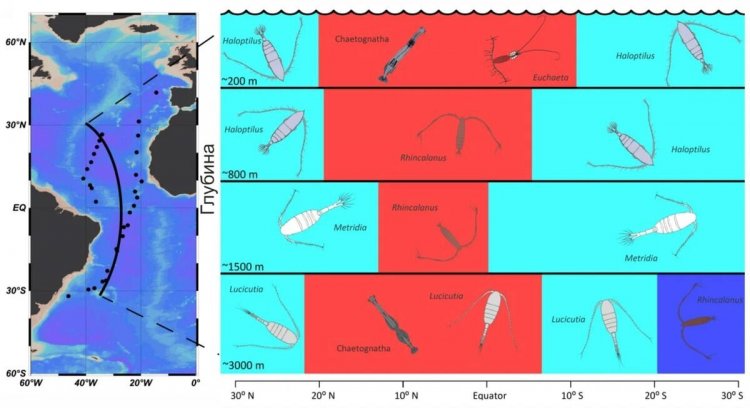 Иллюстрация: Карта глубоководных станций (слева) и основные типы зоопланктонных сообществ в зависимости от глубины и географического положения (справа); сообщества маркированы изображениями доминирующих групп зоопланктона. Источник: ИО РАН