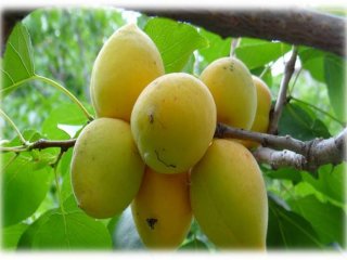 Плодовые деревья Дальневосточного НИИ сельского хозяйства. Фото: ДВ НИИСХ.