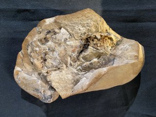 В Австралии найдено древнейшее окаменелое сердце 