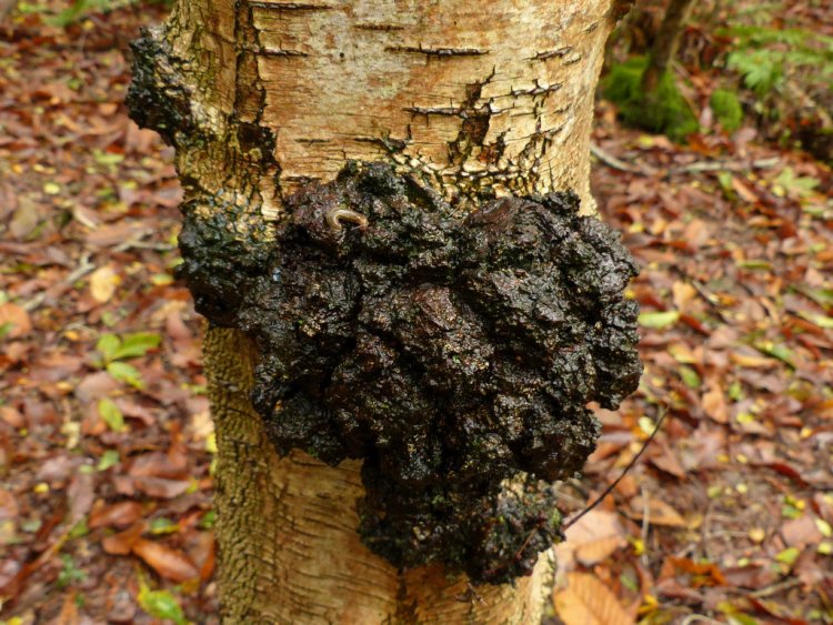 Чага, или черный березовый гриб, паразитирует на древесине березы, ольхи, ивы, рябины, осины. Развивается в углублениях и трещинах деревьев, паразитируя на них много лет, пока древесина не станет трухлявой и не рассыплется. Источник справки и фото: Wikigrib.