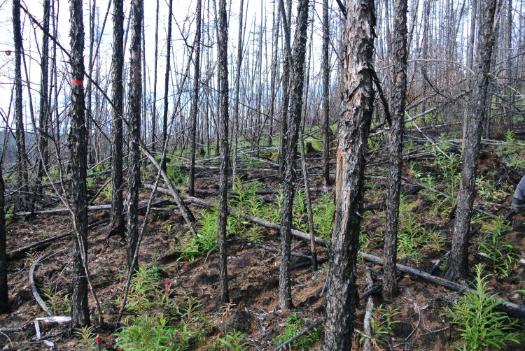 Северотаежный лиственничник через один год после пожара