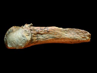 Обнаружено самое старое костяное острие копья в Америке