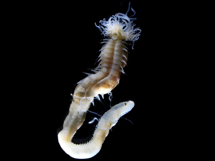В Японии обнаружены три новых вида морских червей, светящихся в темноте
