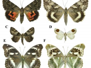 A – Catocala dula; B – Catocala lara; С – Catocala dissimilis; D – Sphragifera sigillata; E, F – Argynnis sagana. Автор фото Елизавета Спицына