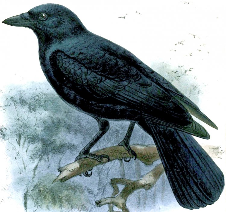 Новокаледонские вороны (Corvus moneduloides) умеют изготавливать орудия труда.Автор иллюстрации: Johannes Gerardus Keulemans / Catalogue of the Birds in the British Museum