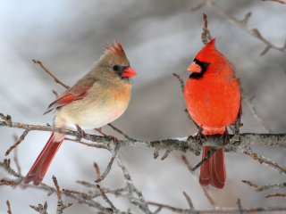 Pair of Northern Cardinal https://ru.123rf.com/profile_steve_byland?word=10894171