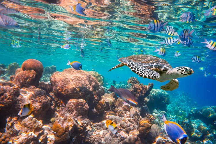 Hawksbill Turtle - Eretmochelys imbricata floats under water / https://ru.123rf.com/profile_cookelma?word=36145499