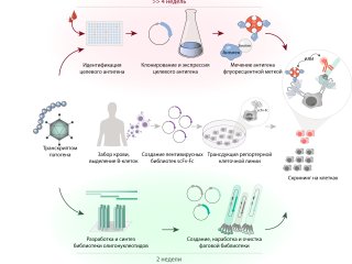 Стратегия идентификации антиген-специфичных В-клеток с использованием фаговой библиотеки антигенов PhAgL. Источник - Яков Ломакин