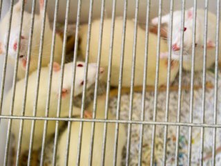Ученые впервые нашли в организме мышей уникальный геномный механизм. Фото: Сергей Логинов / 66.ru.