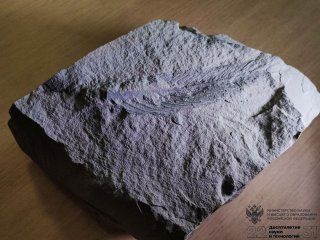 Модульный ископаемый организм Thaumaptilon yorgensis Borkhvardt et Nessov, вендский период, Зимний берег Белого моря, Россия. Фото Ирины Барановой
