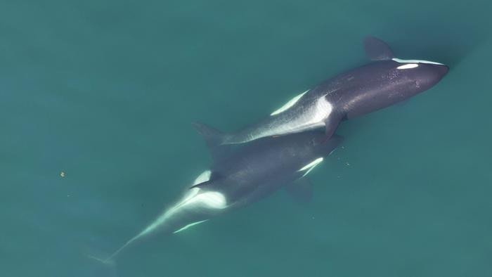 Две косатки занимаются гигиеническими процедурами.Фото: Center for Whale Research, NMFS NOAA Permit 27038.png