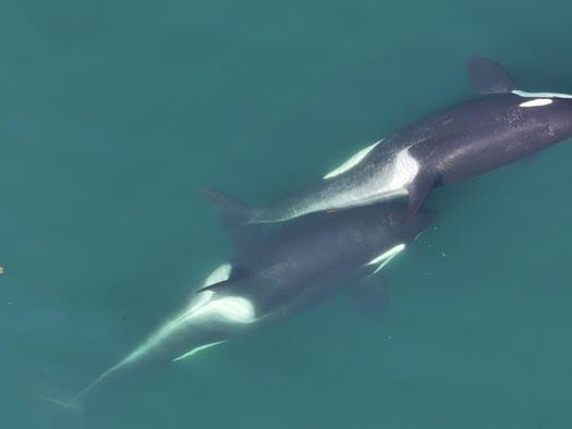 Два косатки занимаются гигиеническими процедурами.Фото: Center for Whale Research, NMFS NOAA Permit 27038.png