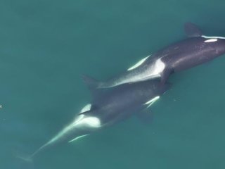 Две косатки занимаются гигиеническими процедурами.Фото: Center for Whale Research, NMFS NOAA Permit 27038.png