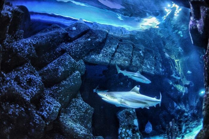 Чернопёрая рифовая акула в океанариуме Sealife в Оберхаузене, где были собраны зубы, использованные в исследовании. Фото: Max Baum / Heinrich Heine University Düsseldorf