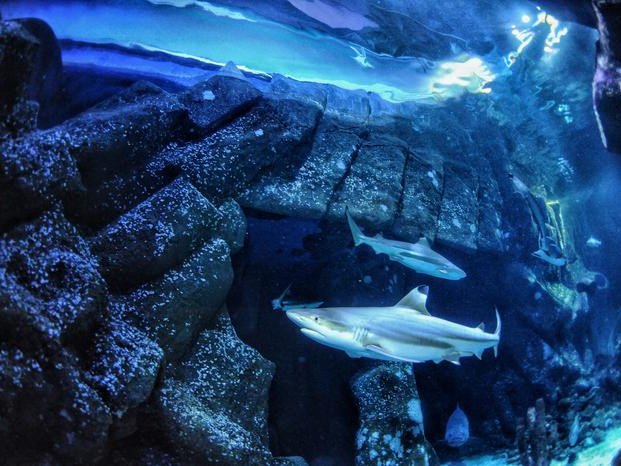 Чернопёрая рифовая акула в океанариуме Sealife в Оберхаузене, где были собраны зубы, использованные в исследовании. Фото: Max Baum / Heinrich Heine University Düsseldorf