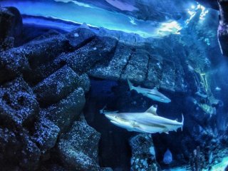 Чернопёрая рифовая акула в океанариуме Sealife в Оберхаузене, где были собраны зубы, использованные в исследовании. Фото: Max Baum / Heinrich Heine University Düsseldorf